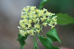 Pittosporum floribundum